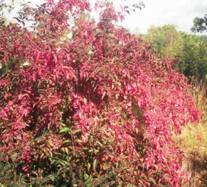 Euonymus europaeus red cascade - Trees Direct