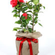 Freedom Bell Camellia Gift Wrapped - Trees Direct