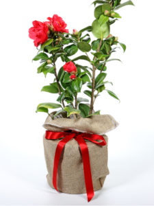 Freedom Bell Camellia Gift Wrapped - Trees Direct