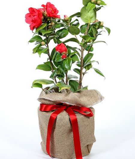 Camellia Roger Hall Gift Wrapped - Trees Direct
