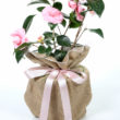 Camellia William Bartlett Gift Wrapped - Trees Direct