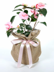 Camellia William Bartlett Gift Wrapped - Trees Direct