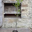 Fraxinus excelsior