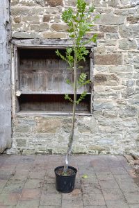 Fraxinus excelsior