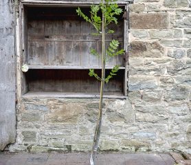 Fraxinus excelsior