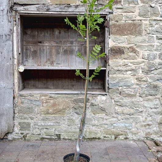 Fraxinus excelsior