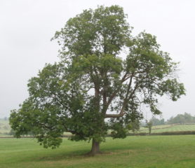 Ash Trees - Trees Direct