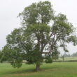 Ash Trees - Trees Direct