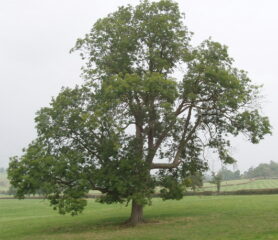 Ash Trees - Trees Direct