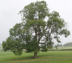 Ash Trees - Trees Direct