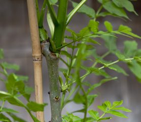 ash-tree-closeup