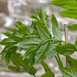 Fraxinus excelsior
