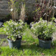Choisya White Dazzler - Trees Direct