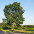 large green ash tree stood in field