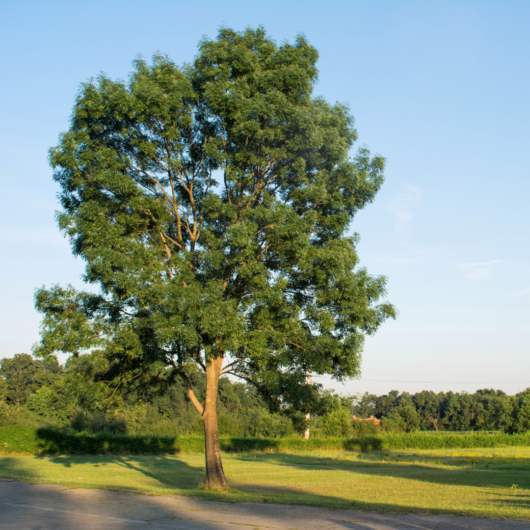 large green ash tree stood in field