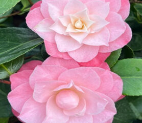 Camellia jap October Affair - Trees Direct