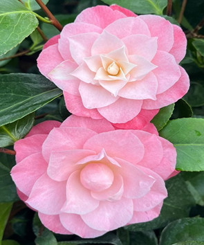 Camellia jap October Affair - Trees Direct