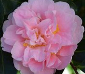 Camellia jap. Kings Ransom - Trees Direct