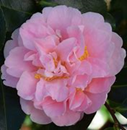 Camellia jap. Kings Ransom - Trees Direct