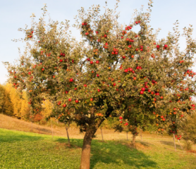 mature apple tree in in fruit