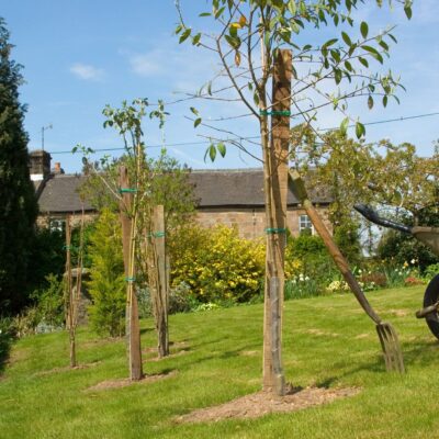 Sale & Discounted Trees