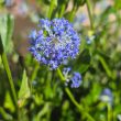 Ceanothus or California Lilac