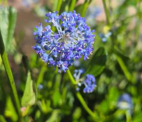 Ceanothus or California Lilac