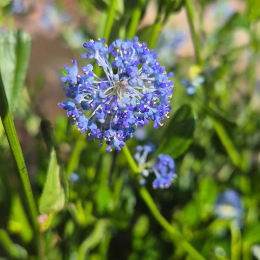 Ceanothus or California Lilac