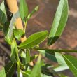 Ceanothus or California Lilac