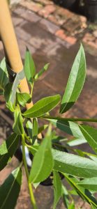 Ceanothus or California Lilac