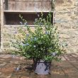 Ceanothus or California Lilac