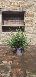 Ceanothus or California Lilac