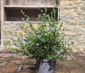 Ceanothus or California Lilac