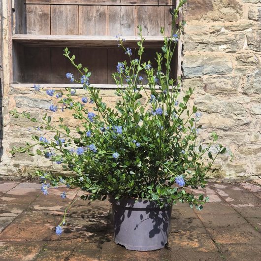 Ceanothus or California Lilac