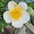 mermaid rose bloom