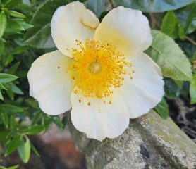 mermaid rose bloom