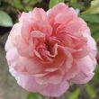repeat blooming pink tea rose