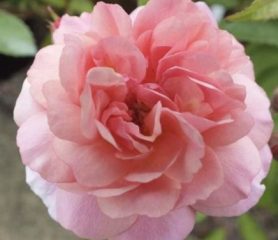 repeat blooming pink tea rose