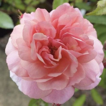 repeat blooming pink tea rose