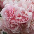 photo-rose-felicia-pink bloom