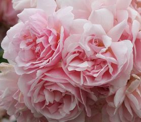 photo-rose-felicia-pink bloom
