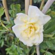 hybrid rose with creamy white flowers