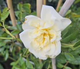 hybrid rose with creamy white flowers