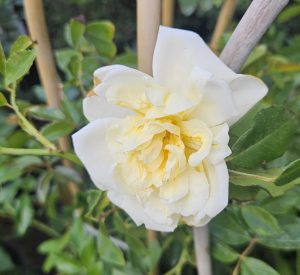 hybrid rose with creamy white flowers