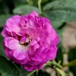 reine de violettes rose