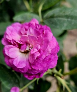reine de violettes rose
