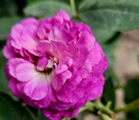 reine de violettes rose
