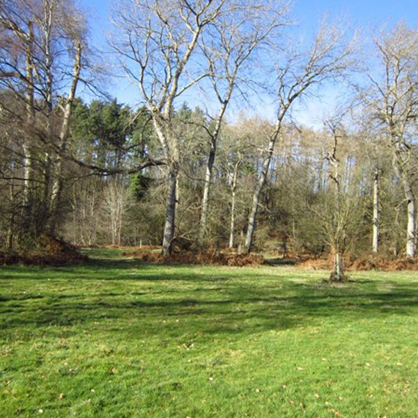 Bare Rooted Trees For Sale