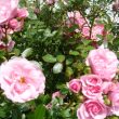 photo of the flowers of the Bonica rose