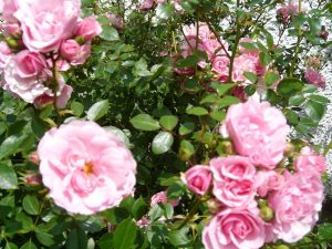 photo of the flowers of the Bonica rose
